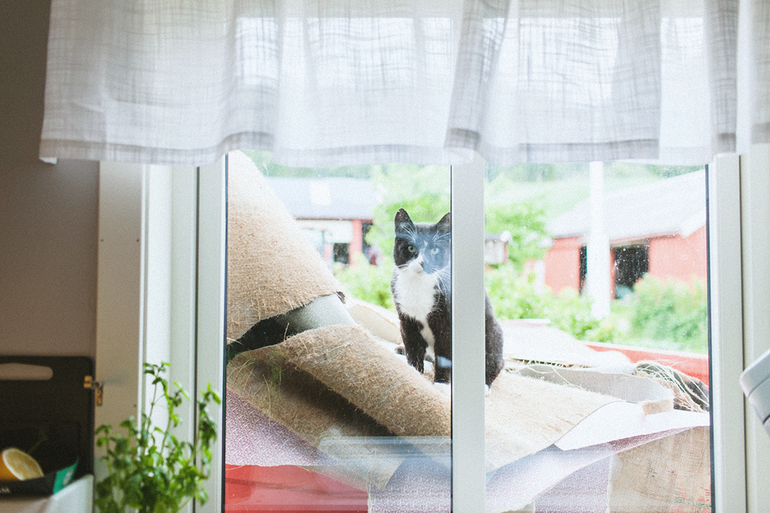 Katt i vinduet