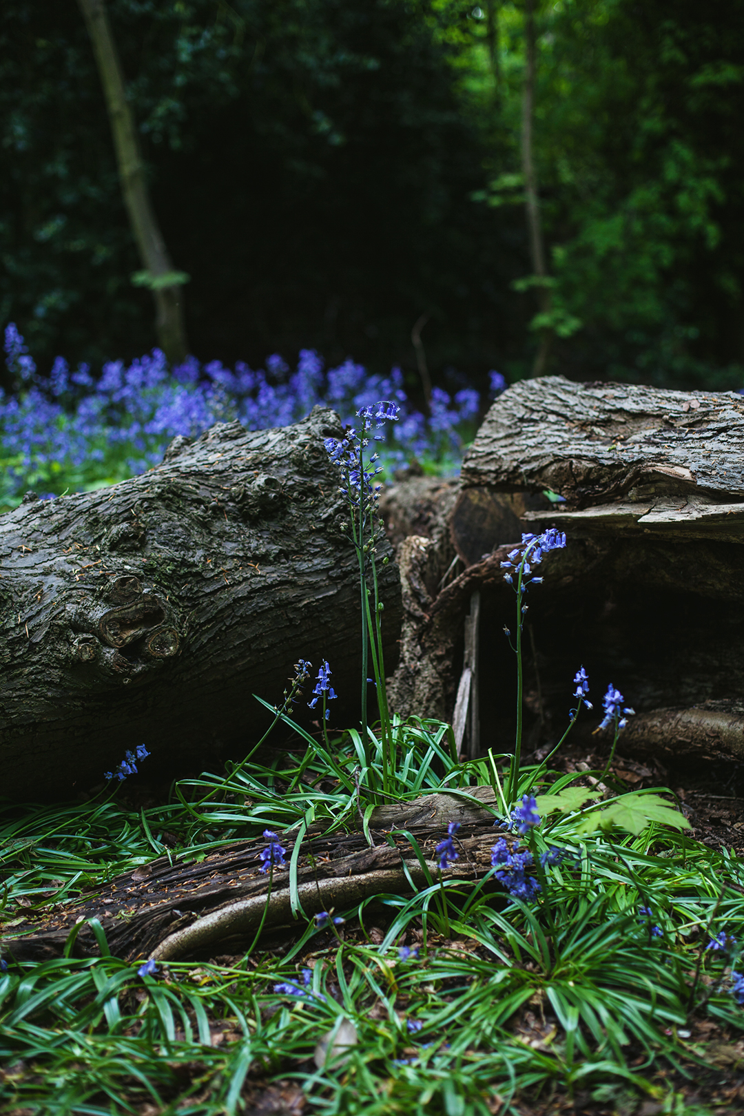 English Bluebells, Woolton Woods
